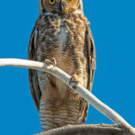 Great Horned Owl, photo by Mike Weissman
